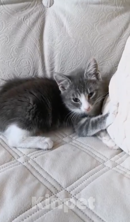 Кошки в Москве: Маленькая кошечка ищет любящий дом 🐱 Девочка, 200 руб. - фото 2