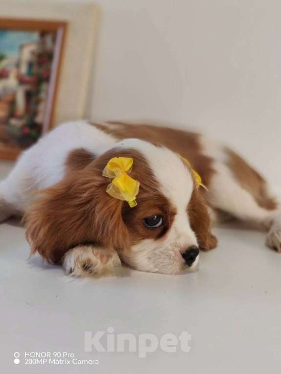 Собаки в других городах Московской области: Кавалер Кинг Чарльз спаниель, мальчик Мальчик, 60 000 руб. - фото 8