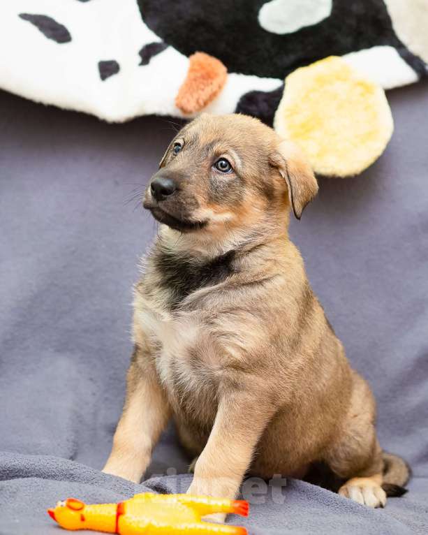 Собаки в других городах Ленинградской области: Щенки в добрые руки  Мальчик, Бесплатно - фото 10