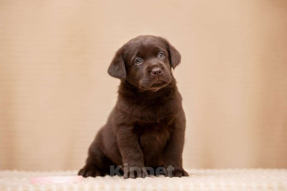 Собаки в Москве: Щенки Лабрадора ретривера шоколадные Девочка, 100 000 руб. - фото 3