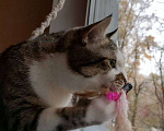 Кошки в Москве: Кошка Скалли ищет дом! Девочка, Бесплатно - фото 2