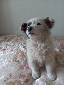 Щенок в дар