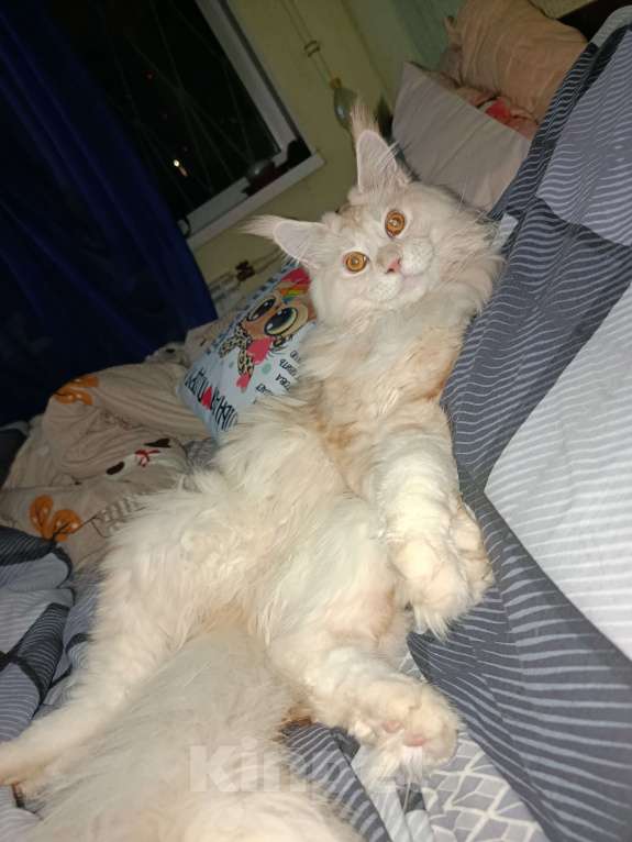 Кошки в Нижнем Новгороде: Ищем прекрасную невесту Мальчик, Бесплатно - фото 1