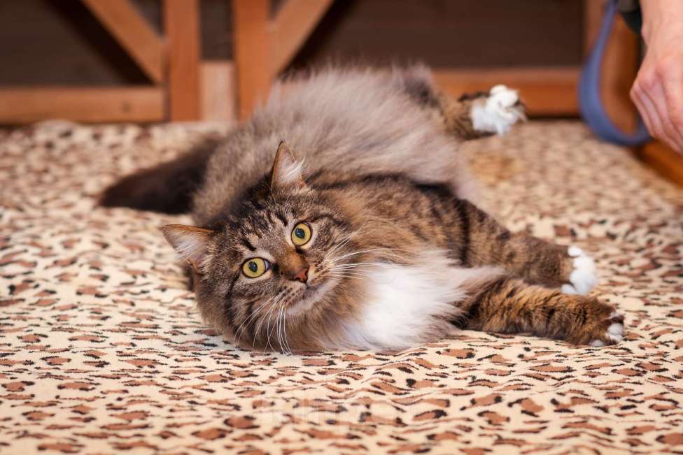 Кошки в Москве: Кот в добрые руки! Мальчик, Бесплатно - фото 2