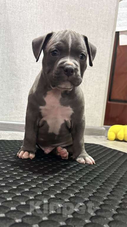 Собаки в Москве: Щенки АСТ Мальчик, 50 000 руб. - фото 5