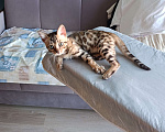 Кошки в других городах Московской области: Бенгальские котята Мальчик, 18 000 руб. - фото 10