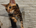 Кошки в Лыткарино: Бенгальский котенок  девочка с документами Девочка, 14 000 руб. - фото 5