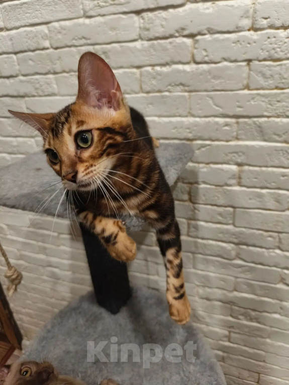 Кошки в Лыткарино: Бенгальский котенок  девочка с документами Девочка, 14 000 руб. - фото 5