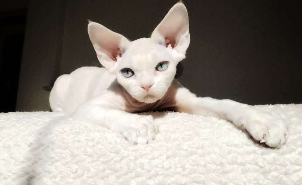 Кошки в Москве: Котенок Девон рекс Мальчик, 60 000 руб. - фото 5