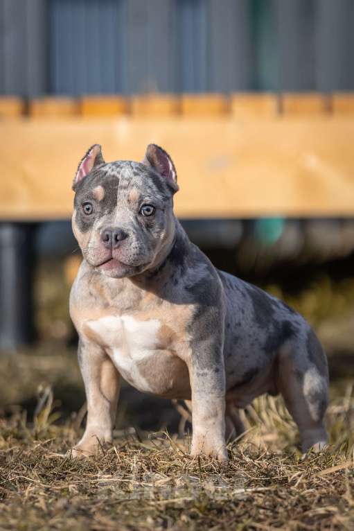 Собаки в Всеволожске: ММ ДАЛМОР ВИНТАЖ Мальчик, Бесплатно - фото 1