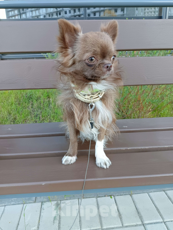 Собаки в Новосибирске: Подрощенный кобель Чихуахуа  Мальчик, 25 000 руб. - фото 1