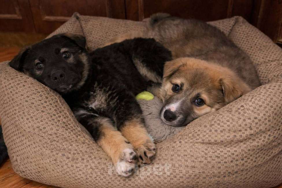 Собаки в Сертолово: Щенки ищут добрые и заботливые ручки Мальчик, Бесплатно - фото 4