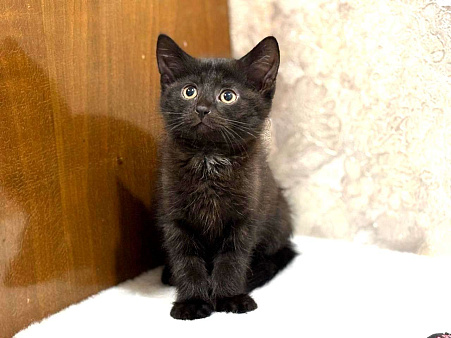 Забавный Проша, котенок 2,5 мес в добрые руки.