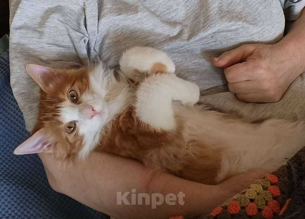 Кошки в Москве: Котёнок курильский бобтейл Мальчик, 35 000 руб. - фото 1