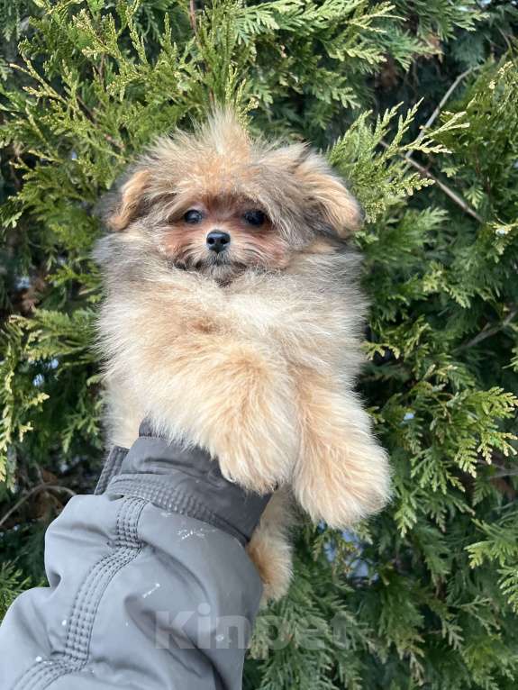 Собаки в Москве: Помапу девочка соболиная Девочка, 45 000 руб. - фото 6