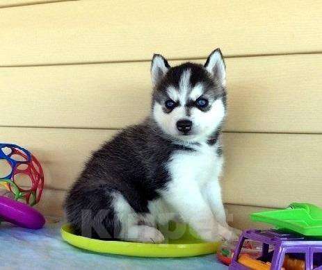 Собаки в Йошкаре-Оле: Хаски Щенки Разных окрасов Разнополые, Бесплатно - фото 1