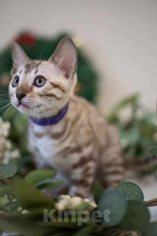 Кошки в Нижнекамске: Ария Девочка, Бесплатно - фото 2