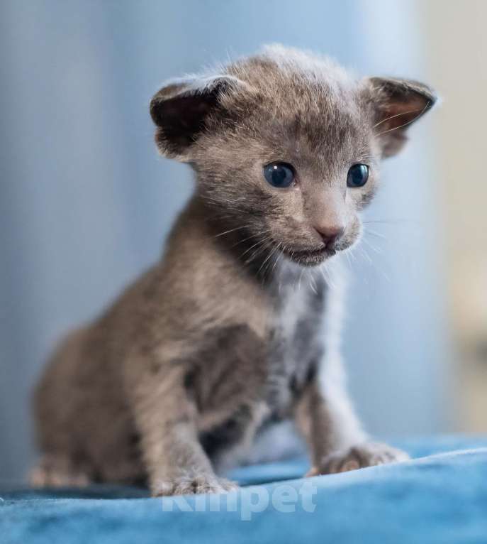 Кошки в Ростове-на-Дону: Ориентальная кошечка ищет новую семью, заботливых и любящих родителей. Окрас дымчатая голубая Девочка, 29 000 руб. - фото 4