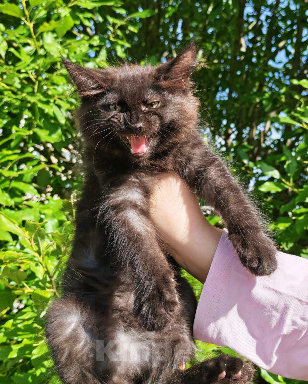 Кошки в Санкт-Петербурге: Котята мейн-кун Девочка, 35 000 руб. - фото 3