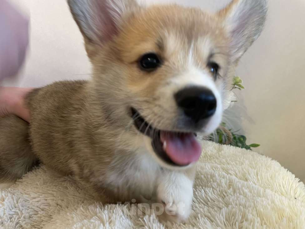 Собаки в Новосибирске: Будущий интерчемпион, мальчик Вельш корги Пемброк Мальчик, Бесплатно - фото 1