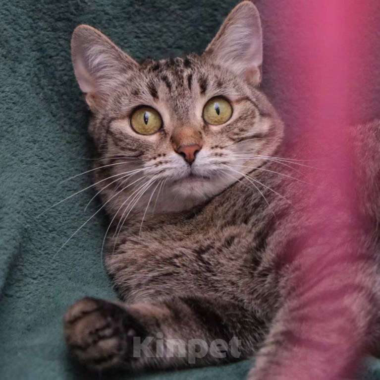 Кошки в Москве: Папайю никто не замечает Девочка, Бесплатно - фото 2