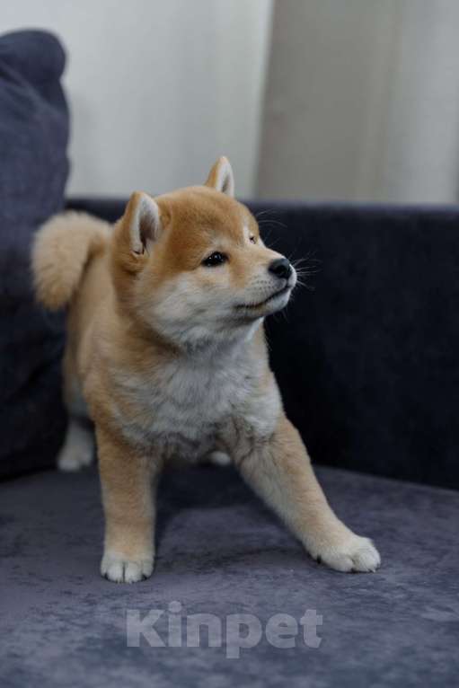 Собаки в Москве: Щенок сиба ину Мальчик, 50 000 руб. - фото 5