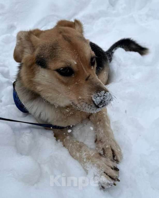 Собаки в Москве: Мартин ищет дом  Мальчик, Бесплатно - фото 1