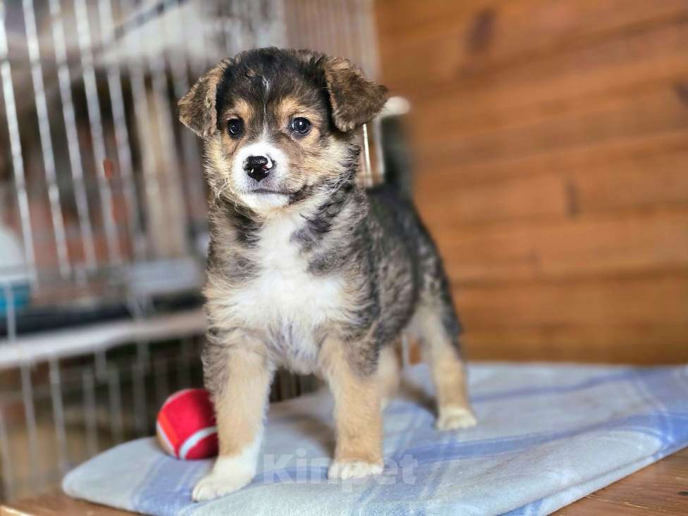 Собаки в Новосибирске: Щенок отчаянно ищет свой дом в Новосибирске Мальчик, Бесплатно - фото 4