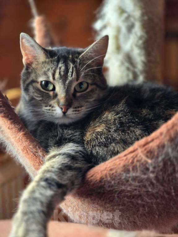 Кошки в Москве: У Фортуны нет шансов найти дом Девочка, Бесплатно - фото 1