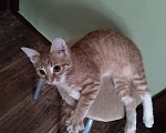 Кошки в Липецке: Котенок в хорошие руки Девочка, 1 руб. - фото 2