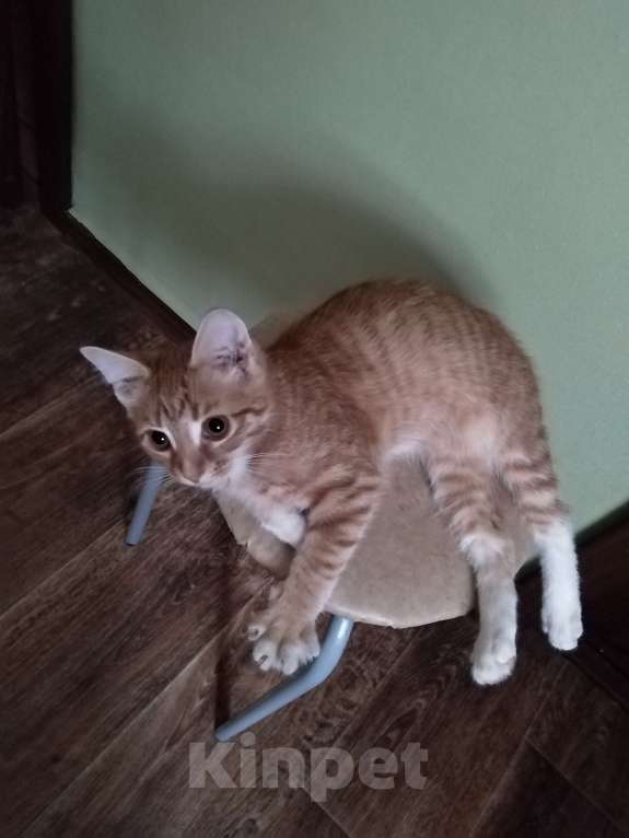 Кошки в Липецке: Котенок в хорошие руки Девочка, 1 руб. - фото 2