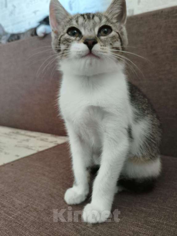 Кошки в других городах Московской области: котёнок Девочка, Бесплатно - фото 2