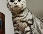 Кошки в Абакане: Шотландский кот, вязка, 2 000 руб. - фото 2