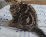 Кошки в Кулебаках: Котик, 6 000 руб. - фото 1