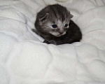 Кошки в Мур: Котёнок, 5 000 руб. - фото 2