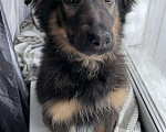 Собаки в Москве: 5 милых щенков ищут дом, Бесплатно - фото 5