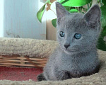 Кошки в Санкт-Петербурге: Русские голубые котята Мальчик, 40 000 руб. - фото 3