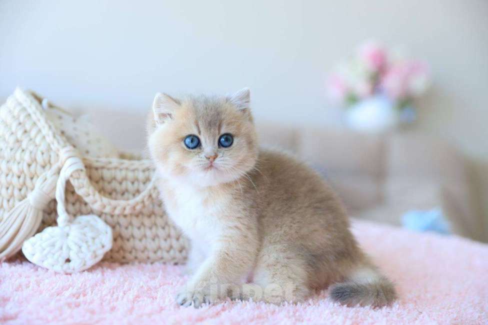 Кошки в Москве: Британская девочка Джоли Девочка, 170 000 руб. - фото 8