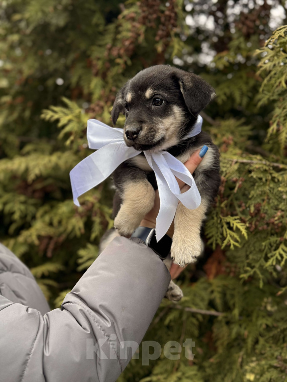 Собаки в Москве: Красивые щенки девочки в дар! Дайте шанс не замерзнуть! Девочка, Бесплатно - фото 5