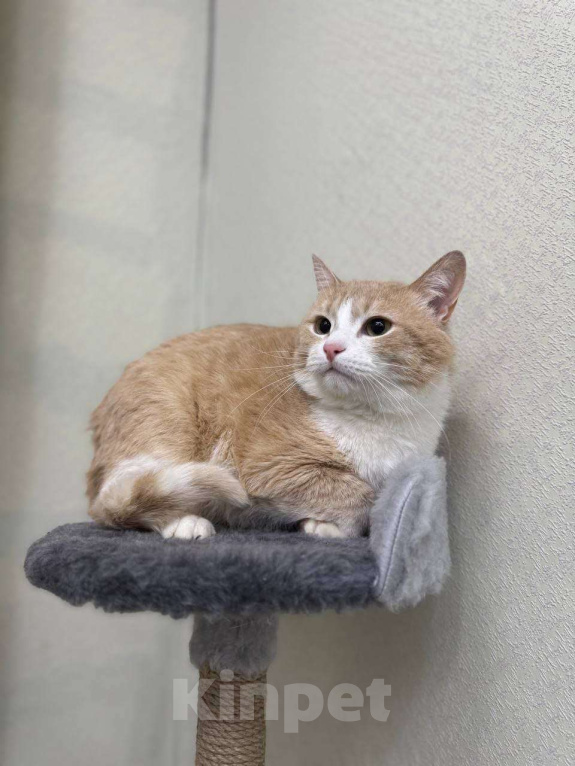 Кошки в Москве: Кот Сникерс ищет дом! Мальчик, Бесплатно - фото 2