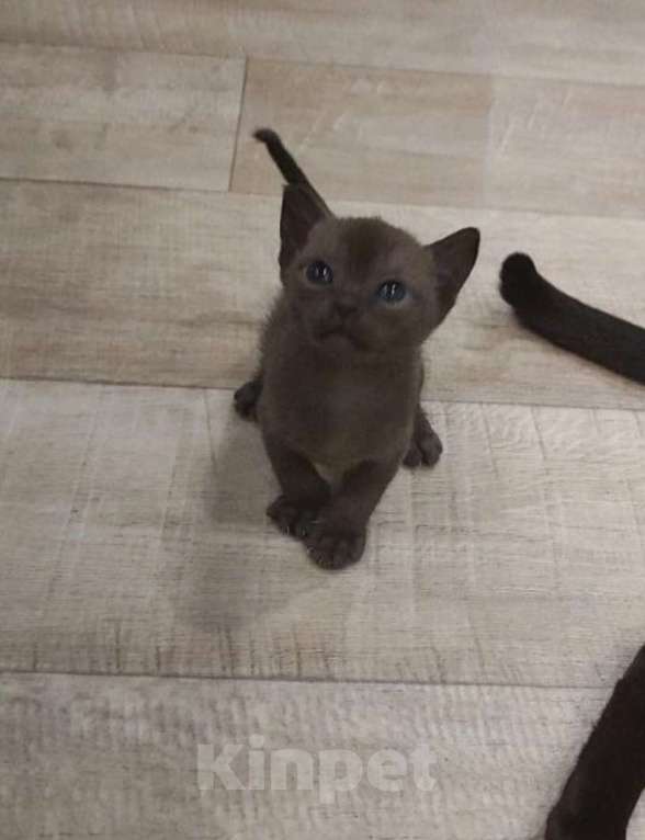 Кошки в Туле: Котята  Девочка, 30 000 руб. - фото 2