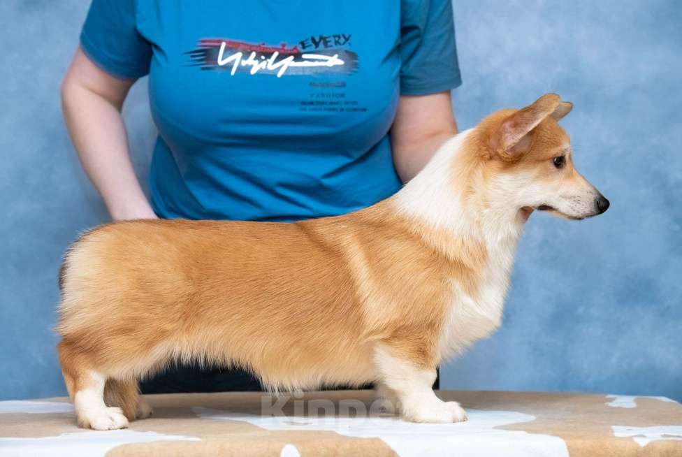 Собаки в Москве: Пемброк с хвостом  Девочка, 40 000 руб. - фото 5