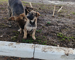 Собаки в Самаре: Малыши девочки в добрые руки 3 месяца  Девочка, Бесплатно - фото 7