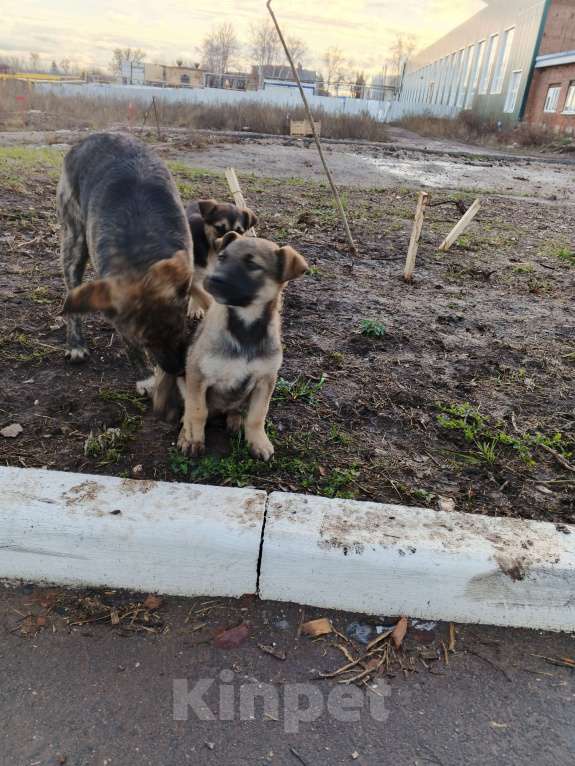 Собаки в Самаре: Малыши девочки в добрые руки 3 месяца  Девочка, Бесплатно - фото 7