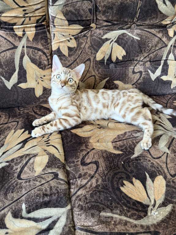 Кошки в Челябинске: Бенгальский котенок Мальчик, 35 000 руб. - фото 4