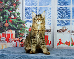 Кошки в Тутаеве: Котятки мэйн кунов Разнополые, 15 000 руб. - фото 9