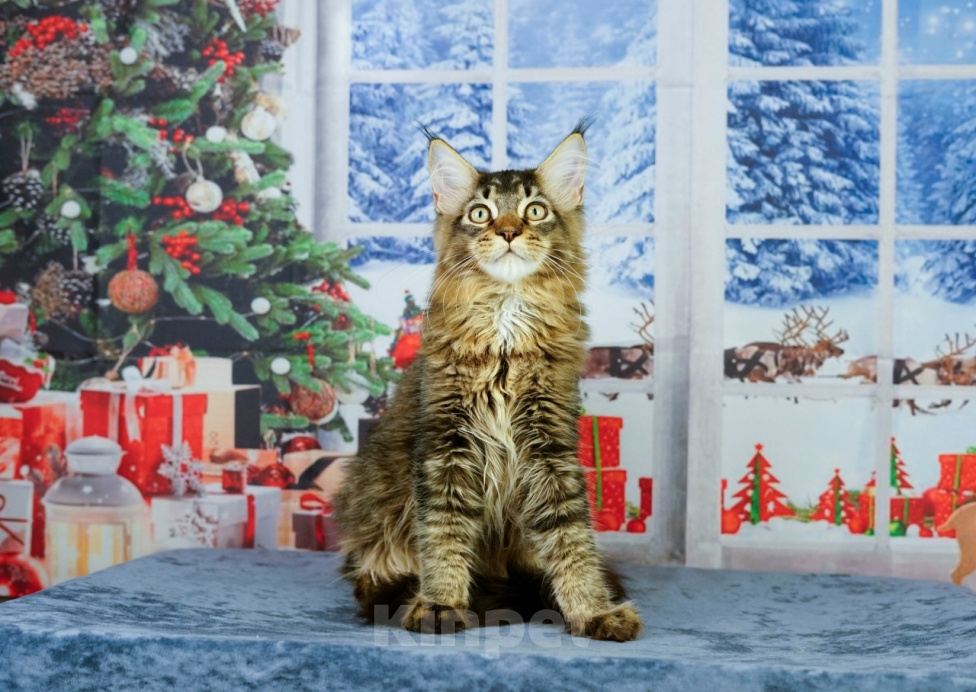 Кошки в Тутаеве: Котятки мэйн кунов Разнополые, 15 000 руб. - фото 9