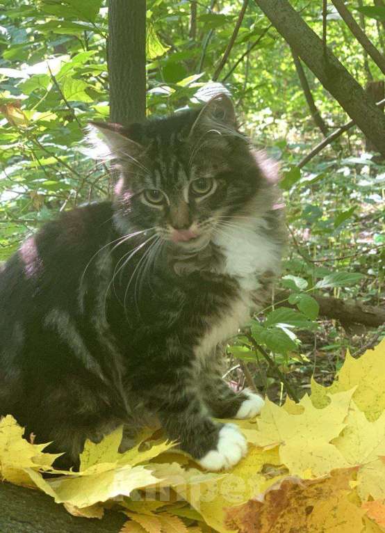 Кошки в Перми: Сибирский котенок Мальчик, 34 000 руб. - фото 3