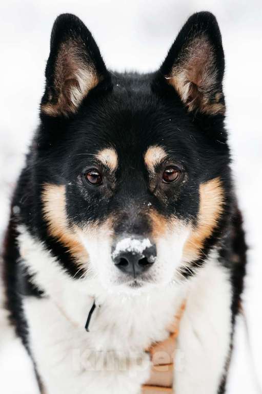 Собаки в Москве: Идеальный По ищет дом Мальчик, Бесплатно - фото 4