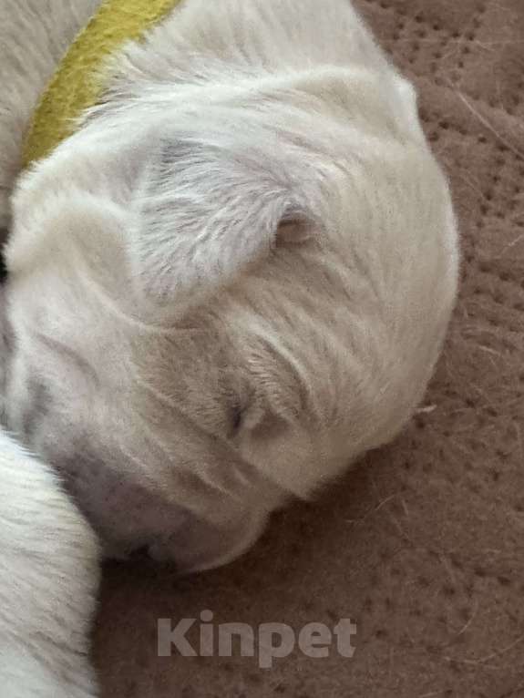 Собаки в Челябинске: Золотистый ретривер Мальчик, 80 000 руб. - фото 9